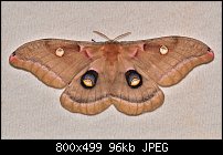 Click image for larger version. 

Name:	moth704b.jpg 
Views:	205 
Size:	95.8 KB 
ID:	117752