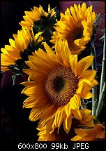 Click image for larger version. 

Name:	Sunflowers.jpg 
Views:	354 
Size:	98.5 KB 
ID:	120648