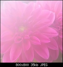 Click image for larger version. 

Name:	dahlia 4 june 19-1157.jpg 
Views:	303 
Size:	34.8 KB 
ID:	121413