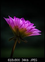 Click image for larger version. 

Name:	dahlia 1 june 19-1178.jpg 
Views:	328 
Size:	34.1 KB 
ID:	121414