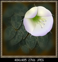 Click image for larger version. 

Name:	Datura.jpg 
Views:	110 
Size:	27.3 KB 
ID:	121531