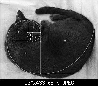 Click image for larger version. 

Name:	fibonacci  cat.jpg 
Views:	229 
Size:	67.9 KB 
ID:	123379