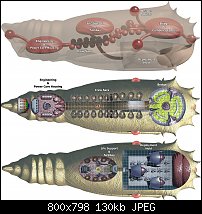 Click image for larger version. 

Name:	nelid-chrysalis-deck-plans.jpg 
Views:	457 
Size:	129.7 KB 
ID:	124109