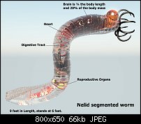 Click image for larger version. 

Name:	nelid-ecology.jpg 
Views:	420 
Size:	65.7 KB 
ID:	124152