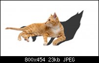 Click image for larger version. 

Name:	cat1.jpg 
Views:	149 
Size:	23.4 KB 
ID:	125577