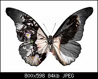 Click image for larger version. 

Name:	butterfly girl.jpg 
Views:	66 
Size:	83.5 KB 
ID:	126638
