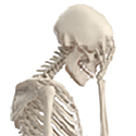Name:  Skeleton faceplant.png
Views: 363
Size:  19.6 KB