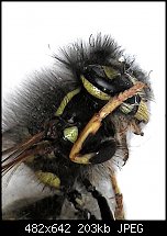 Click image for larger version. 

Name:	wasp.jpg 
Views:	317 
Size:	202.6 KB 
ID:	127707