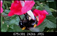 Click image for larger version. 

Name:	bee-1.jpg 
Views:	411 
Size:	241.8 KB 
ID:	127713