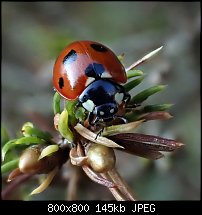 Click image for larger version. 

Name:	ladybird.jpg 
Views:	317 
Size:	145.2 KB 
ID:	129296