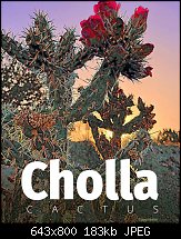 Click image for larger version. 

Name:	Cholla.jpg 
Views:	126 
Size:	182.6 KB 
ID:	129852