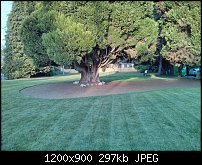 Click image for larger version. 

Name:	front lawn.jpg 
Views:	155 
Size:	297.2 KB 
ID:	131697
