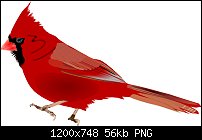 Click image for larger version. 

Name:	Cardinal.jpg 
Views:	118 
Size:	56.2 KB 
ID:	132609