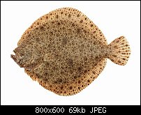 Click image for larger version. 

Name:	Turbot.jpg 
Views:	108 
Size:	68.7 KB 
ID:	134003