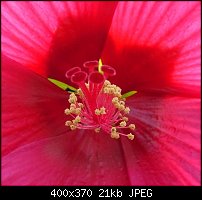 Click image for larger version. 

Name:	hibismacro.jpg 
Views:	384 
Size:	20.5 KB 
ID:	16964