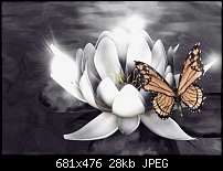Click image for larger version. 

Name:	WaterLilly_tinted.jpg 
Views:	251 
Size:	28.4 KB 
ID:	18467