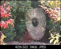Click image for larger version. 

Name:	Spider web-1-resized.jpg 
Views:	274 
Size:	33.5 KB 
ID:	21103