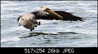 Click image for larger version. 

Name:	Pelican0047.jpg 
Views:	193 
Size:	26.5 KB 
ID:	21263