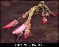 Click image for larger version. 

Name:	Christmas Cactus.jpg 
Views:	552 
Size:	22.5 KB 
ID:	22906