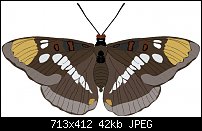 Click image for larger version. 

Name:	Brown Butterfly1.jpg 
Views:	229 
Size:	41.5 KB 
ID:	25408