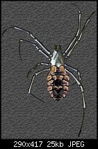 Click image for larger version. 

Name:	Spider.jpg 
Views:	158 
Size:	25.5 KB 
ID:	25819
