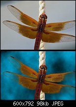 Click image for larger version. 

Name:	dragonfly-copy.jpg 
Views:	197 
Size:	98.0 KB 
ID:	27839