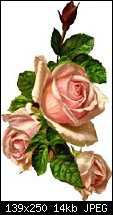 Click image for larger version. 

Name:	three-pink-roses.jpg 
Views:	75254 
Size:	14.0 KB 
ID:	28178