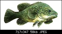 Click image for larger version. 

Name:	murray_cod2.jpg 
Views:	942 
Size:	58.1 KB 
ID:	33050