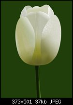 Click image for larger version. 

Name:	vector tulip.jpg 
Views:	238 
Size:	36.7 KB 
ID:	34615
