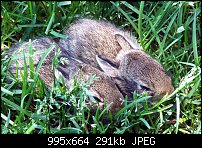 Click image for larger version. 

Name:	Baby_Bunnies1.jpg 
Views:	308 
Size:	291.3 KB 
ID:	38071