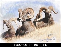 Click image for larger version. 

Name:	Big-Horn-Sheep.jpg 
Views:	399 
Size:	132.0 KB 
ID:	40562