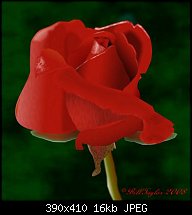 Click image for larger version. 

Name:	red-rose-2008.jpg 
Views:	810 
Size:	16.1 KB 
ID:	44921