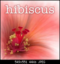 Click image for larger version. 

Name:	hibiscus2.jpg 
Views:	324 
Size:	43.7 KB 
ID:	4494