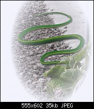 Click image for larger version. 

Name:	garter snake.jpg 
Views:	281 
Size:	34.8 KB 
ID:	46366