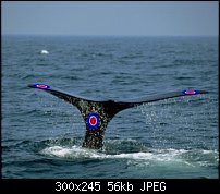 Click image for larger version. 

Name:	whale.jpg 
Views:	202 
Size:	56.4 KB 
ID:	46498