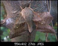 Click image for larger version. 

Name:	moth1.jpg 
Views:	175 
Size:	27.0 KB 
ID:	49304