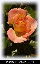 Click image for larger version. 

Name:	1 lilus rose.jpg 
Views:	582 
Size:	24.5 KB 
ID:	51156