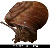 Click image for larger version. 

Name:	snail.jpg 
Views:	210 
Size:	14.2 KB 
ID:	52098