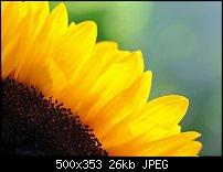 Click image for larger version. 

Name:	sunflower2.jpg 
Views:	235 
Size:	26.3 KB 
ID:	52368