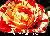 Click image for larger version. 

Name:	Roses.jpg 
Views:	137 
Size:	96.5 KB 
ID:	52378
