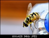 Click image for larger version. 

Name:	insect-tap.jpg 
Views:	195 
Size:	93.8 KB 
ID:	52417