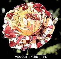 Click image for larger version. 

Name:	Rose3-1-3sm.jpg 
Views:	705 
Size:	149.8 KB 
ID:	52820