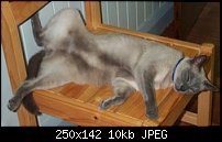 Click image for larger version. 

Name:	mycat.jpg 
Views:	361 
Size:	9.7 KB 
ID:	53160