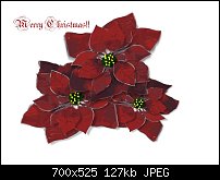 Click image for larger version. 

Name:	Poinsettias.jpg 
Views:	288 
Size:	127.2 KB 
ID:	54420