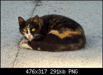 Click image for larger version. 

Name:	Puss on the Patio small.png 
Views:	69 
Size:	290.6 KB 
ID:	62783
