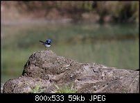 Click image for larger version. 

Name:	Blue wren01.jpg 
Views:	190 
Size:	59.2 KB 
ID:	65219