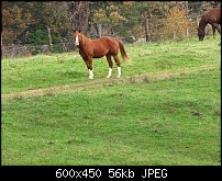 Click image for larger version. 

Name:	neighbors-horse.jpg 
Views:	174 
Size:	55.6 KB 
ID:	66952