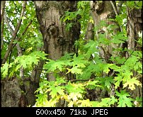 Click image for larger version. 

Name:	Old-Maple.jpg 
Views:	158 
Size:	71.2 KB 
ID:	66954