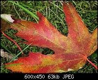 Click image for larger version. 

Name:	Maple-Leaf.jpg 
Views:	162 
Size:	62.7 KB 
ID:	66959