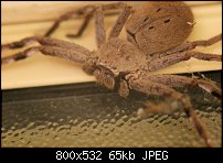 Click image for larger version. 

Name:	spider 050m.jpg 
Views:	171 
Size:	64.8 KB 
ID:	67367
